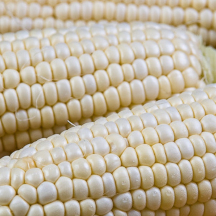Eureka Ensilage Dent Corn Seeds - Heirloom Seeds, Roasting Corn, Zea Mays, Open Pollinated, Non-GMO