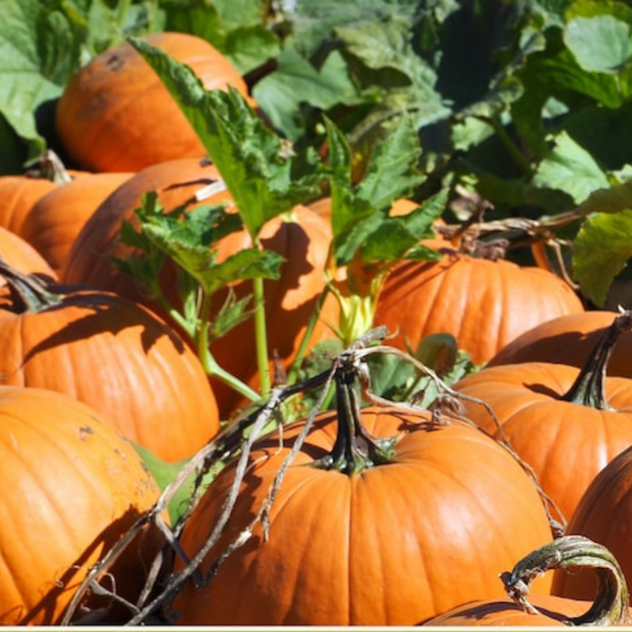 Pumpkin Seeds - Jack-O-Lantern Pumpkin, Pie Pumpkin, Non-GMO, Heirloom
