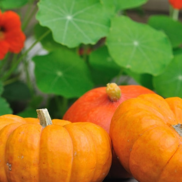 Jack Be Little Pumpkin Seeds - Heirloom Seeds, Decorative Pumpkin, Dwarf Pumpkin, Easy to Grow, Open Pollinated, Non-GMO