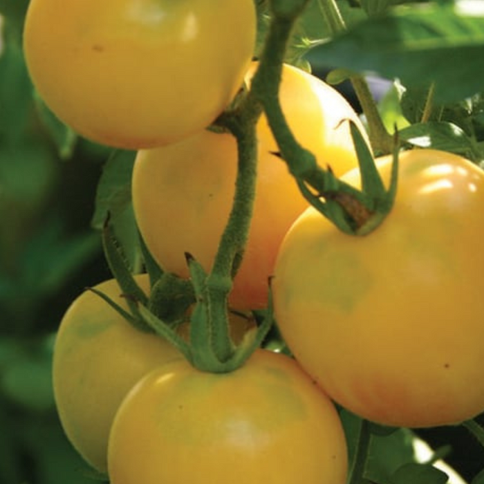 Garden Peach Tomato Heirloom Seeds - Indeterminate, Salad Garden, Container Garden, Open Pollinated, Non-GMO
