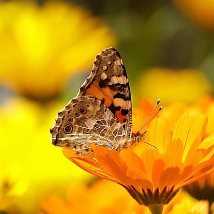 Calendula Officinalis, Fancy Mix Heirloom Seeds, Flower Seeds