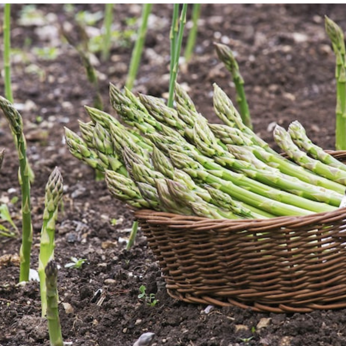 Mary Washington Asparagus Seeds - Heirloom Seeds, Asparagus Seeds, Asparagus Officinalis, Vegetable Seeds, Open Pollinated, Non-GMO