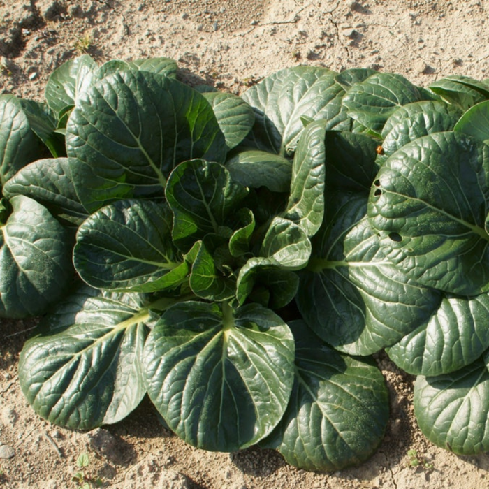 Tatsoi Mustard Greens Heirloom Seeds - Fresh Salad, Cold Tolerant, Open Pollinated, Non-GMO