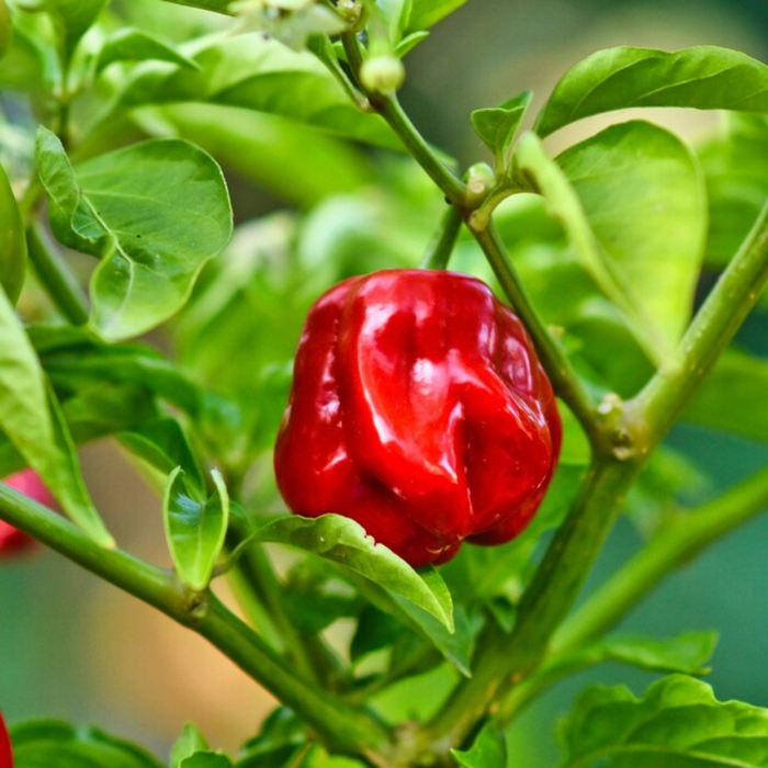 Red Habanero Pepper Heirloom Seeds - Salsa Garden, Hot Pepper, Hot Sauce, Open Pollinated, Non-GMO