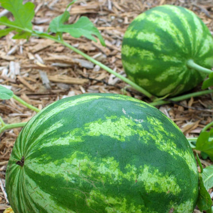 Allsweet Watermelon Heirloom Seeds