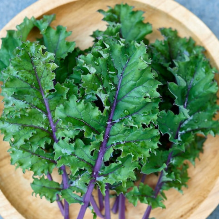 Red Kale Heirloom Seeds - Buda Kale, Ragged Jack, Kale Chips, Cold Hardy, Open Pollinated, Non-GMO