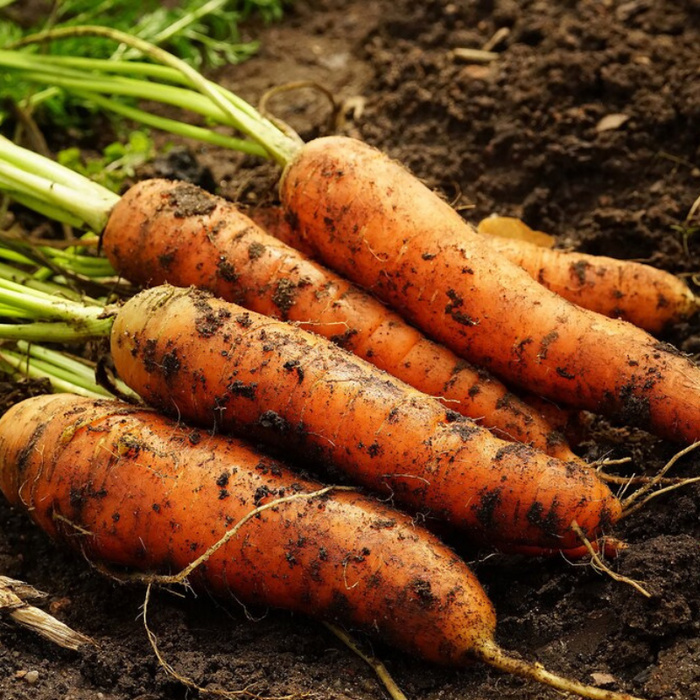 Bambino Carrot Heirloom Seeds - Open Pollinated, Orange Carrot Seeds, Container Garden, Community Garden, Open Pollinated, Non-GMO