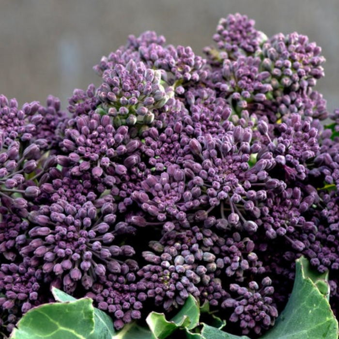 Purple Sprouting Broccoli Seeds - Heirloom, Organic, Non-GMO