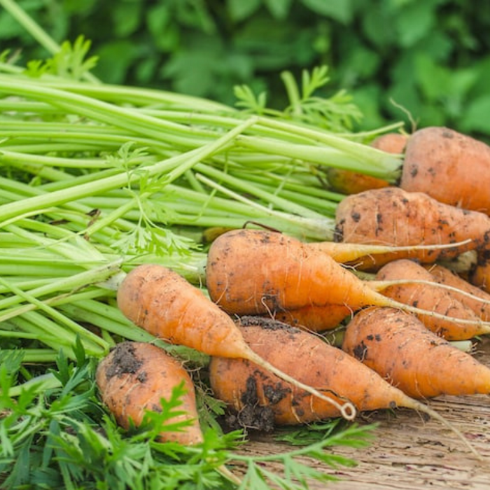 Red Core Carrot Heirloom Seeds - Juicing Carrot, Good in Heavy Soils, Easy to Grow, Open Pollinated, Non-GMO