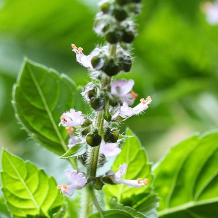 Holy Basil, Tulsi Heirloom Herb Seeds - Culinary Herb, Non-GMO, Open Pollinated