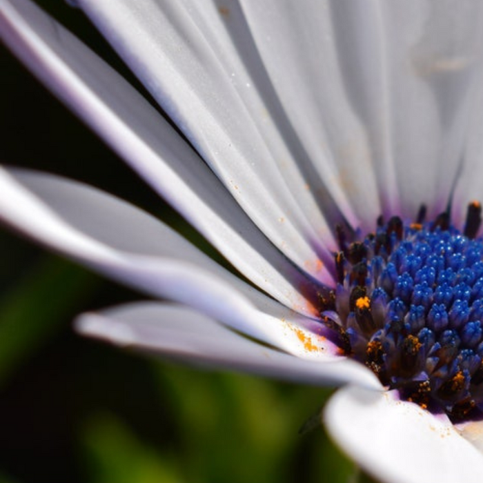 African White Daisy Flower Seeds