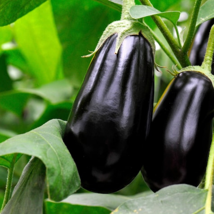 Black Beauty Eggplant Heirloom Seeds