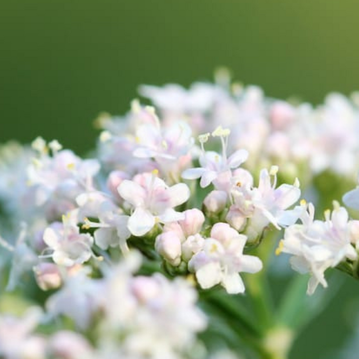 Angelica Heirloom Herb Seeds - Herbal Tea, Non-GMO
