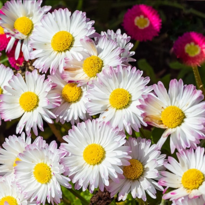 Daisy Mix Flower Seeds - Heirloom, Cut Flowers, Early Blooms, Container Garden, Craft Flowers, Cottage Garden, Non GMO