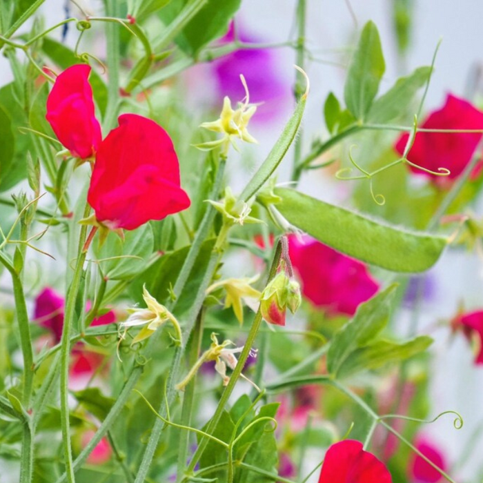 Pea Flower Mix Seeds - Heirloom Seeds, Ornamental Flower Seeds, Pollinator Garden, Open Pollinated, Non-GMO