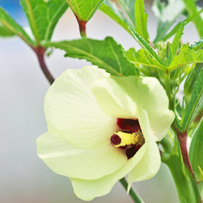 Perkins Long Pod Okra Seeds - Heirloom Seeds, Early Harvest, High Yield, Gumbo, Open Pollinated, Non-GMO