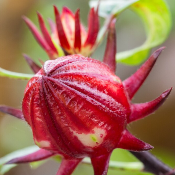 Asian Sour Leaf Roselle Seeds - Red Hibiscus, Heirloom Seeds, Edible Flower, Non-GMO