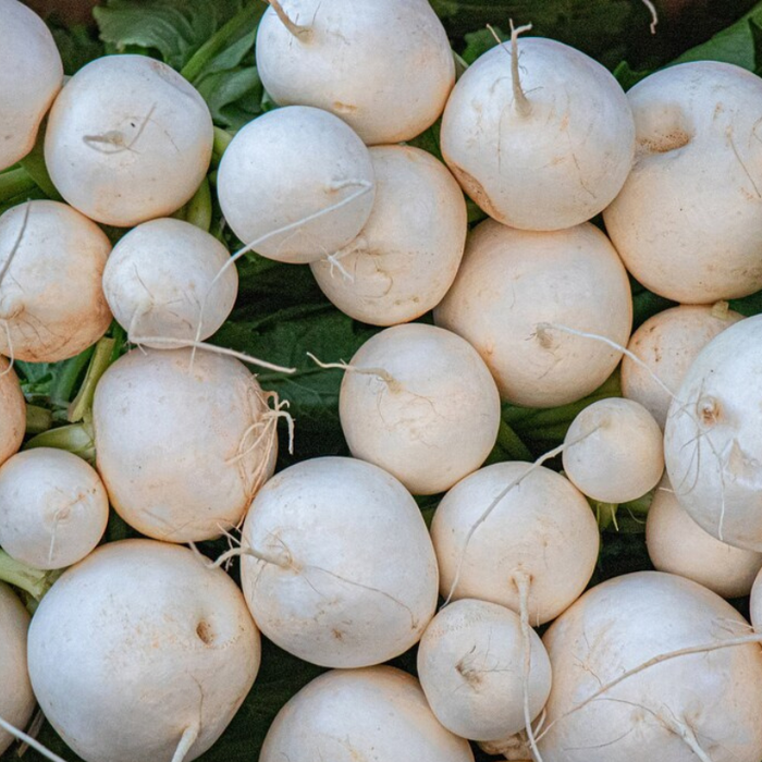 Shogoin Japanese Turnip Heirloom Seeds