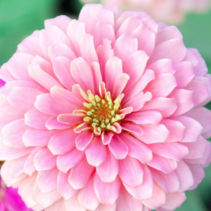 Zinnia, Giant Mix Heirloom Seeds, Flower Seeds