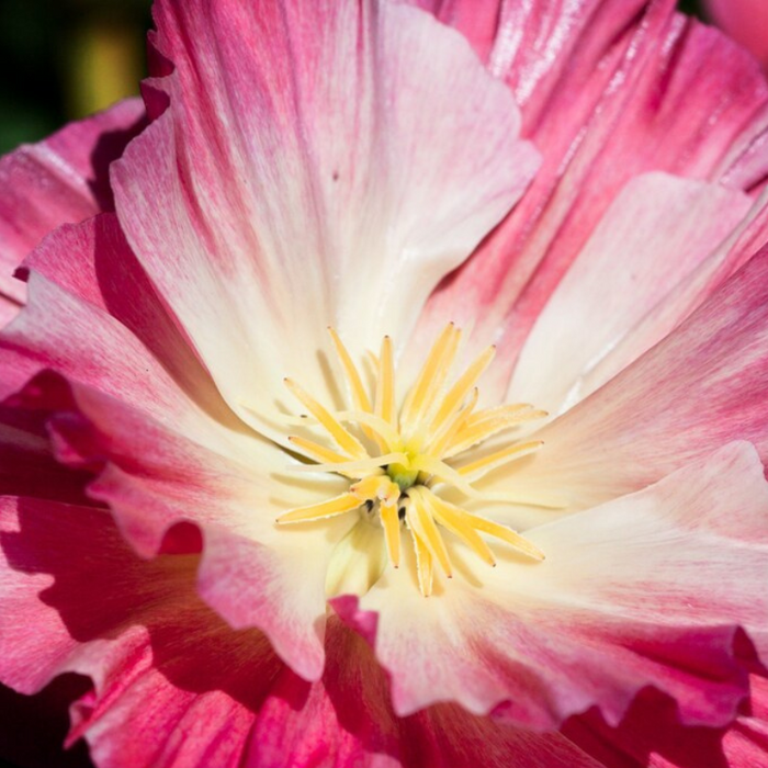 Poppy, Ballerina Mix Heirloom Seeds - Flower Seeds,
