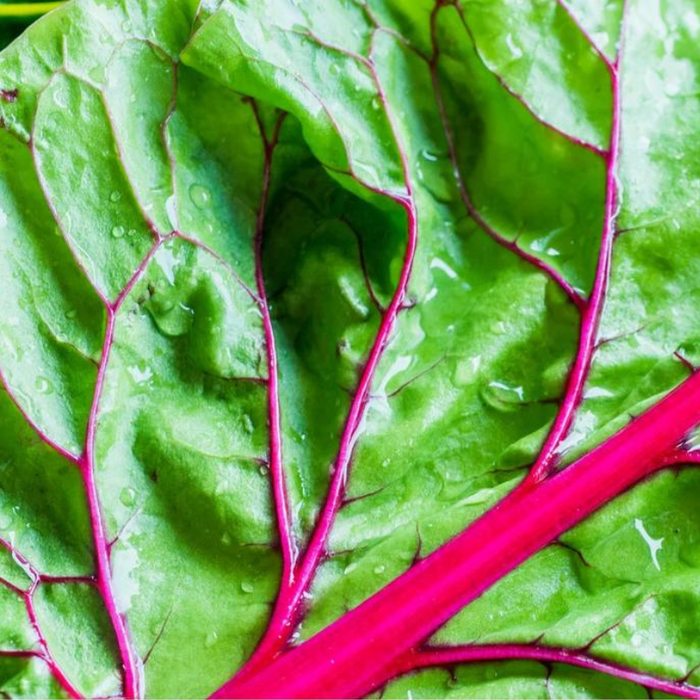 Magenta Sunset Swiss Chard Seeds - Heirloom Seeds, High Yield, Edible Landscaping, Spinach Substitute, Open Pollinated, Non-GMO
