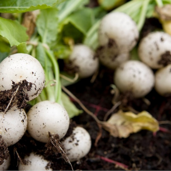 White Hailstone Radish Seeds - Heirloom Seeds, Root Vegetable, Fall Garden, Sprouting Seeds, Non-GMO