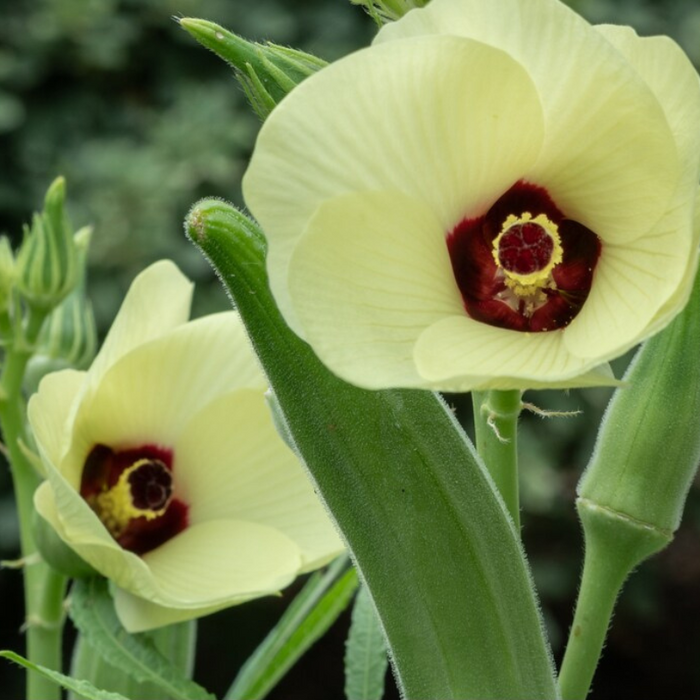Clemson Spineless Okra Seeds - Heirloom Seeds, Hibiscus Seeds, Gumbo, Edible Landscaping, Open Pollinated, Non-GMO