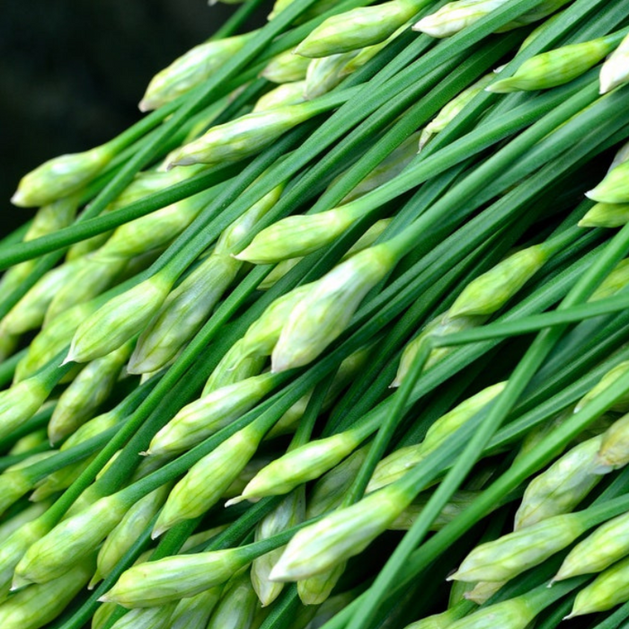 Garlic Chives Herb Seeds - Oriental Garlic, Chinese Leek, Ku Chai, Asian Garlic, Heirloom Seeds, Non-GMO