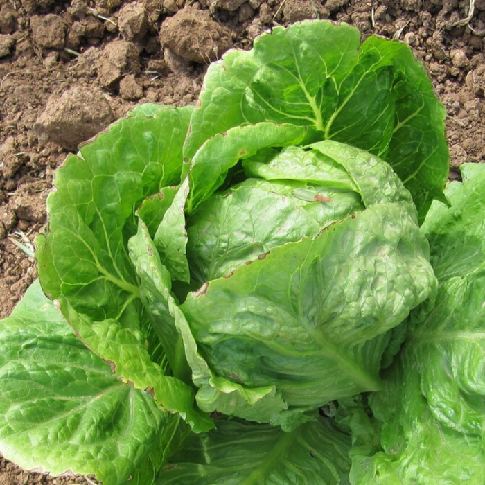 Iceberg Lettuce Heirloom Seeds - Slow Bolt, Heat Tolerant, Head Lettuce, Non-GMO, Open Pollinated, Seed Packets