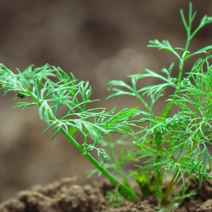 Dwarf Fernleaf Dill Heirloom Seeds - AAS Winner, Pickling Spice, Kitchen Garden, Non-GMO, Culinary Herb, Butterfly Host