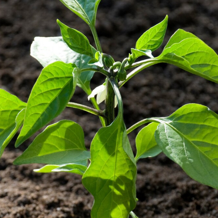 Jalapeno Pepper Seeds - Heirloom Seeds, Salsa Garden, High Yield, Pickling Pepper, Stuffed Peppers, Open Pollinated, Non-GMO