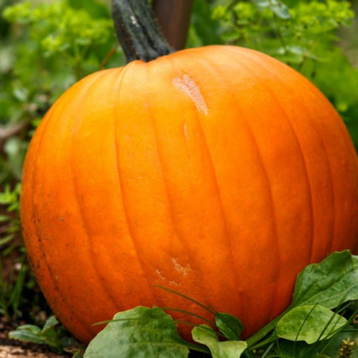 Jack O' Lantern Pumpkin Seeds - Heirloom Seeds, The Perfect Carving Halloween Pumpkin, Pie Pumpkin, Baking Pumpkin, Open Pollinated, Non-GMO