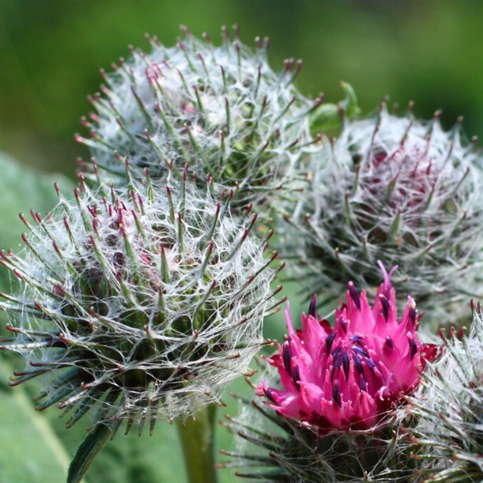 Gobo Takinogawa Burdock Seeds - Heirloom Seeds, Culinary Herb, Asian Vegetable, Beggars Buttons, Takinogawa Long, Non-GMO