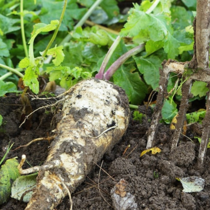 Hollow Crown Parsnip Heirloom Seeds - Non-GMO, Open Pollinated, Untreated, Root Vegetables, Fall Garden