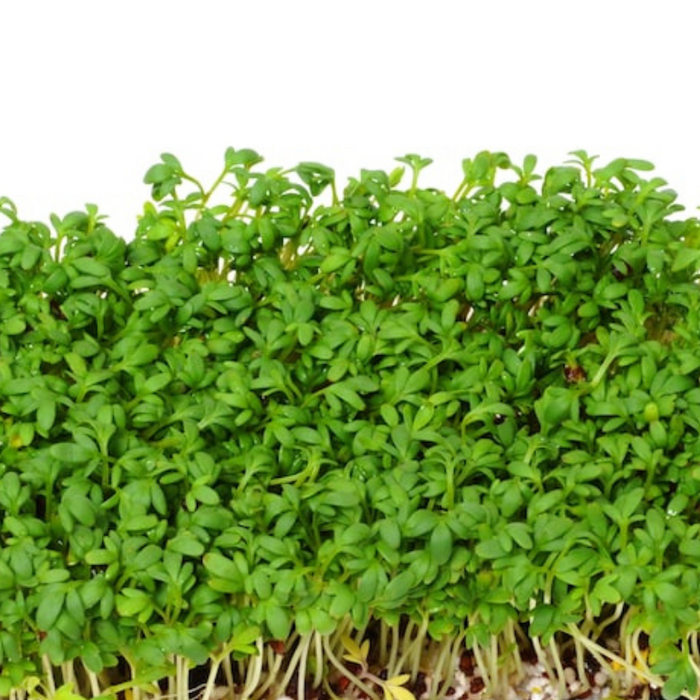 Wrinkled Crinkled Cress Heirloom Seeds - Microgreens, Baby Lettuce, Annual, Open Pollinated, Non-GMO
