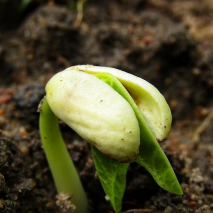 Contender Bush Bean Seeds - Heirloom, Stringless, Open Pollinated, Untreated, Non-GMO