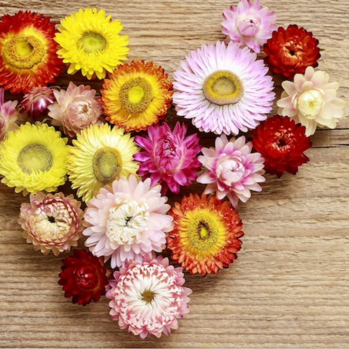 Strawflower Mix Heirloom Seeds - Flower Seeds, Cut Flower, Dried Flower, Everlasting Flower, Flower Mix, Dwarf Flowers, Non GMO