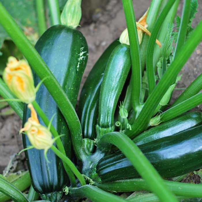 Black Beauty Zucchini Summer Squash Heirloom Seeds