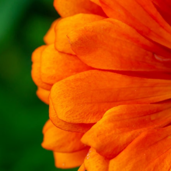 Zinnia Orange Heirloom Seeds Flower Seeds, Cut Flowers, Butterfly Garden, Open Pollinated, Non-GMO