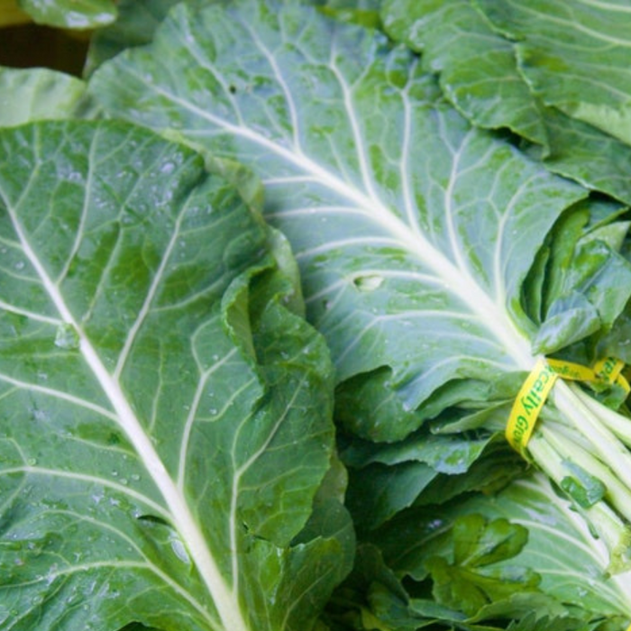 Southern Collards Heirloom Seeds - Collard Greens, Heat Tolerant, Slow Bolt, Open Pollinated, Non-GMO