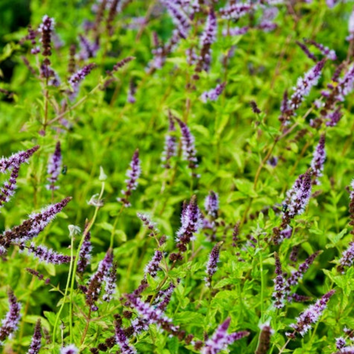 Spearmint Culinary Herb - Heirloom Herb Seeds