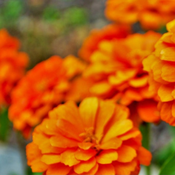 Zinnia Orange Heirloom Seeds Flower Seeds, Cut Flowers, Butterfly Garden, Open Pollinated, Non-GMO