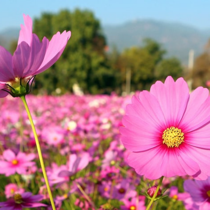Cosmos, Gloria Heirloom Flower Seeds - Cut Flowers, Butterfly Garden, Pollinator Friendly, Non-GMO