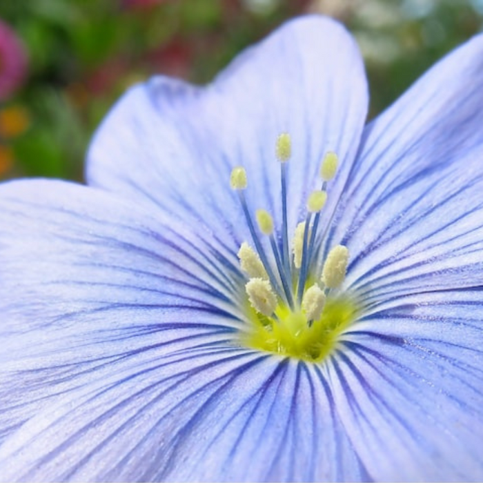 Blue Flax Wildflower Heirloom Seeds - Prairie Flowers, Lewis Flower, Perennial Wildflower, Open Pollinated