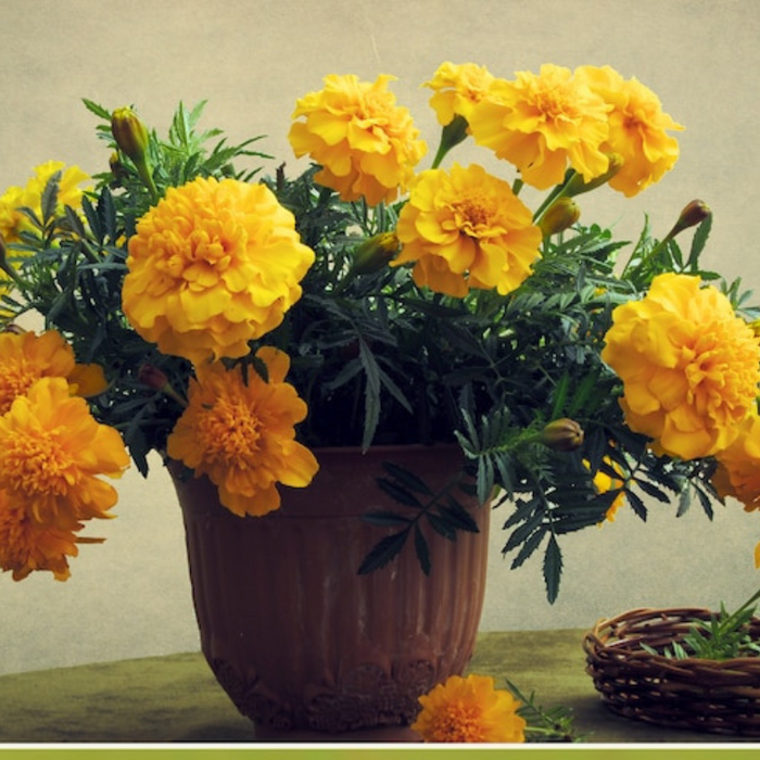 Marigold French Petite Mix Dwarf Flower Seeds - Heirloom Seeds, Flower Mix, Pollinator Friendly, Non-GMO