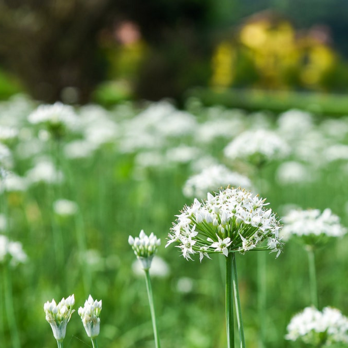 Garlic Chives Herb Seeds - Oriental Garlic, Chinese Leek, Ku Chai, Asian Garlic, Heirloom Seeds, Non-GMO