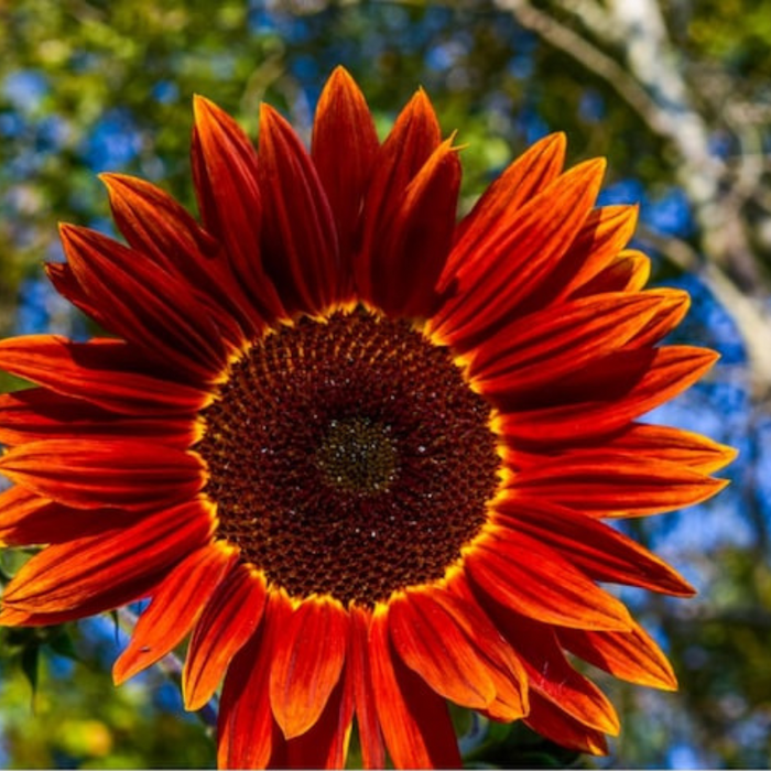 Velvet Queen Sunflower Heirloom Seeds, Flower Seeds