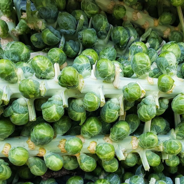 Catskill Brussels Sprout Seeds - Heirloom, Open Pollinated, Non-GMO