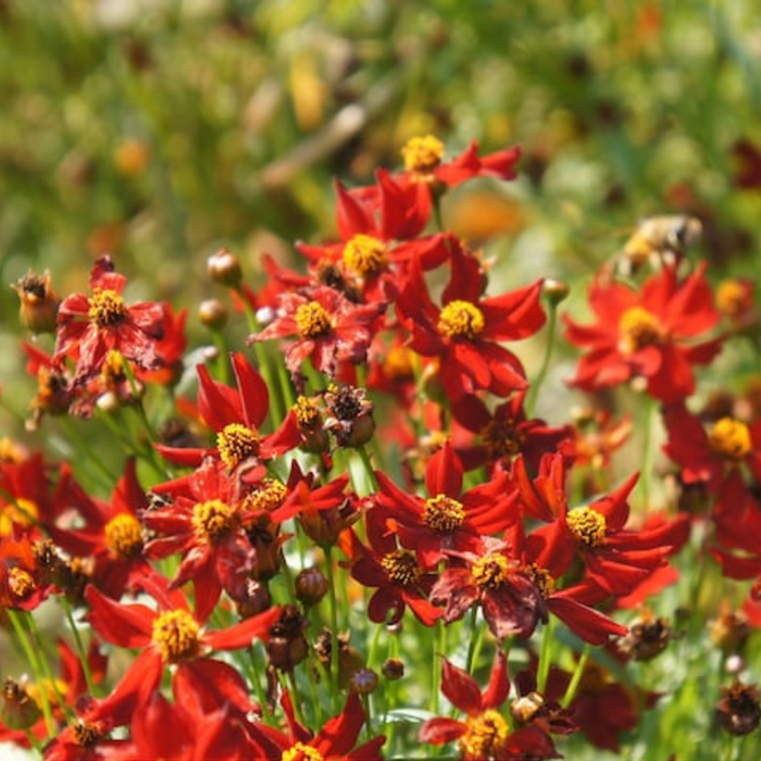 Dwarf Red Plains Coreopsis Flower Seeds - Heirloom Seeds, Native Seeds, Pollinator Garden, Open Pollinated, Non-GMO