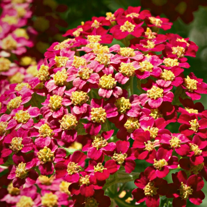 Red Yarrow Seeds - Heirloom Seeds, Pollinator Garden, Beneficial Bug, Hummingbird Garden, Open Pollinated, Non-GMO